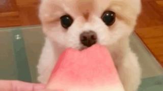 Happy National Puppy Day!