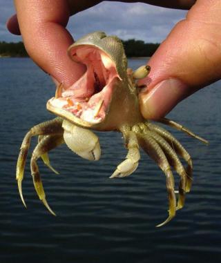 Weird Hybrid Animals That You Wish Existed