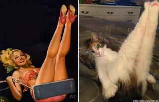 24 Cats Posing Like Pin Up Girls