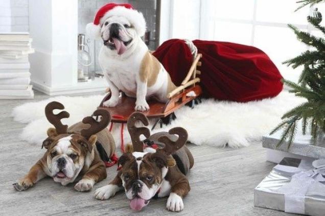21 Dogs Who Are Clearly Ready for Christmas!
