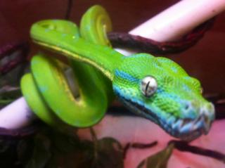 Green Tree Python Color Change