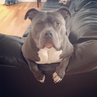 For all you Pitbull haters