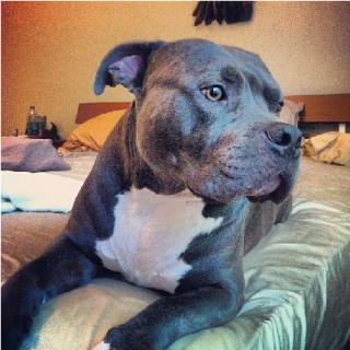 Best breed in the world.