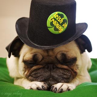 31 Insanely Cute Animals on St. Patricks Day