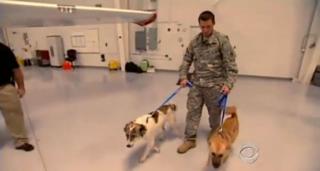 I Thought I Knew Dogs Until I Learned These Facts.