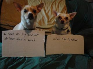 50 Naughty Dogs with signs showing their infractions