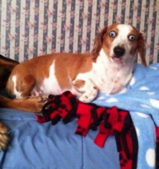 21 Dogs That Forgot How to Dog