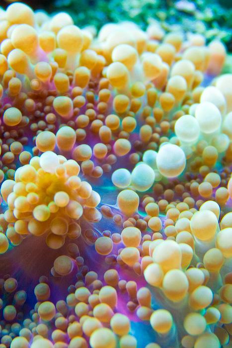 Dante's Wings Gifs n Things #577