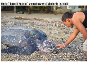 The Inside of a Turtle's Mouth Is Positively Terrifying