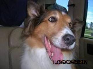 The Many Faces Of Shy's Hand Puppet