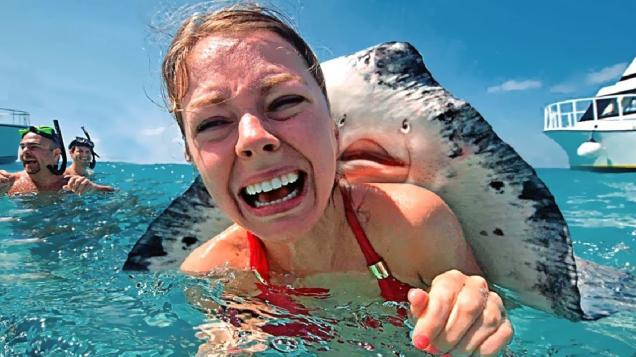 The Amusing Picture Collective