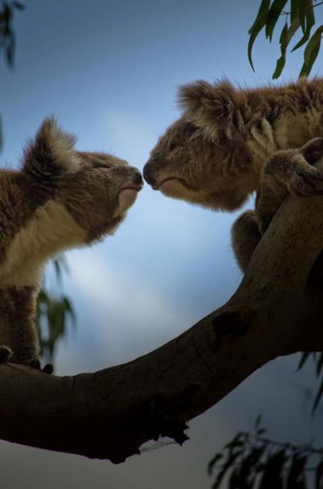 Animals with attitude