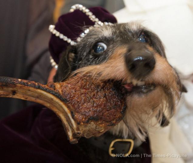 Barkus - the Mardi Gras parade