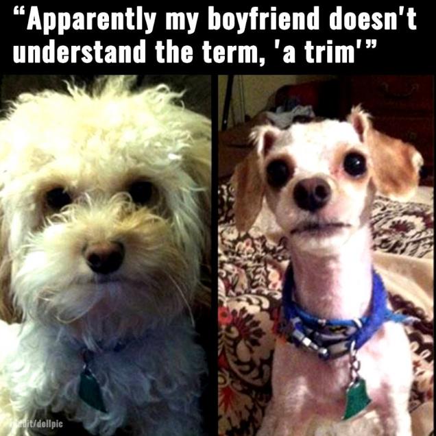 16 animals experiencing a Monday