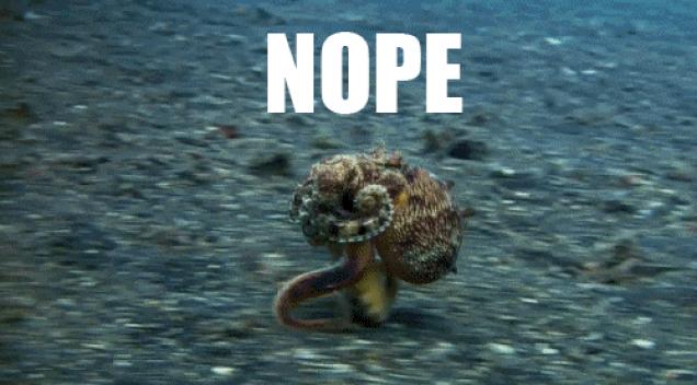 10 reaons octopi are wicked and cool (gif album)