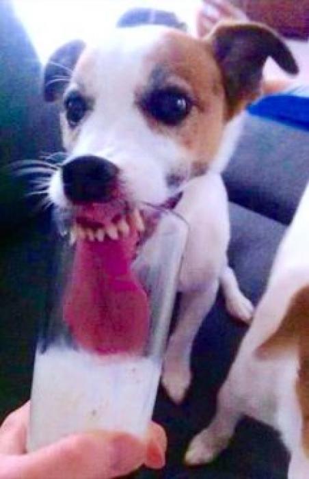 Sunday-ice cream-Sundae