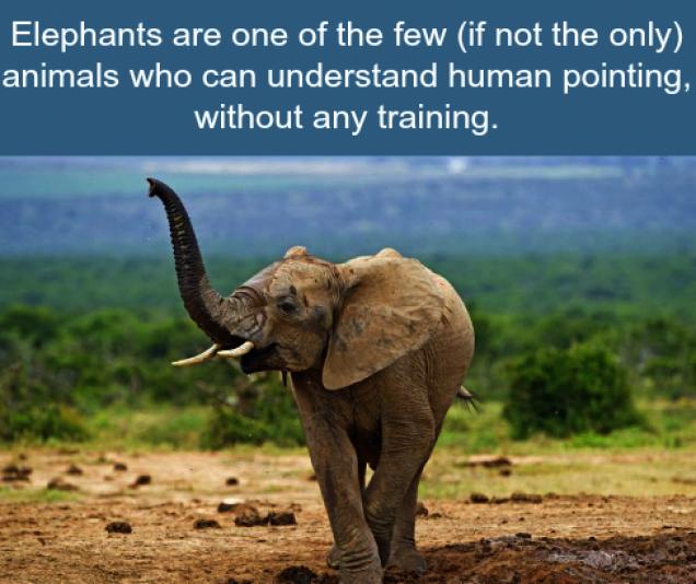 23 cool facts about elephants - Wow Gallery | eBaum's World