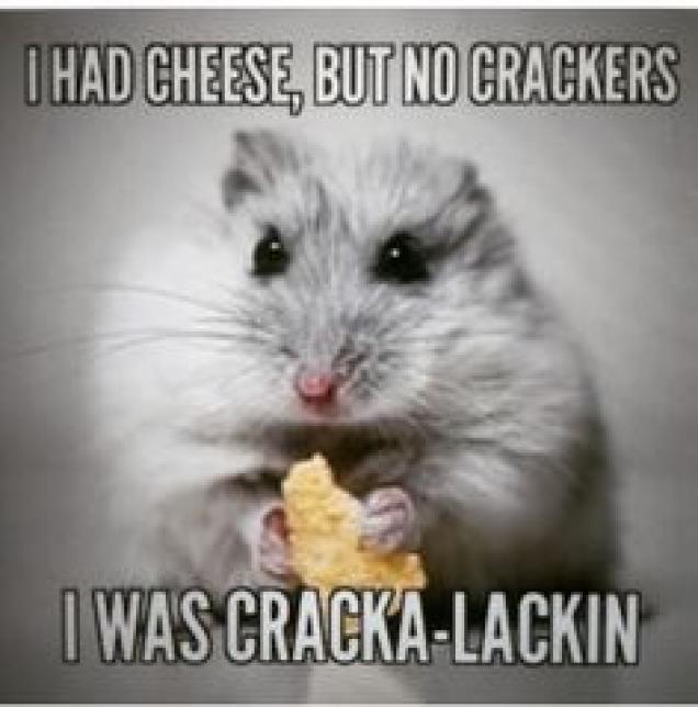 Sweet baby cheesus, 1/20 is National Cheese lovers day