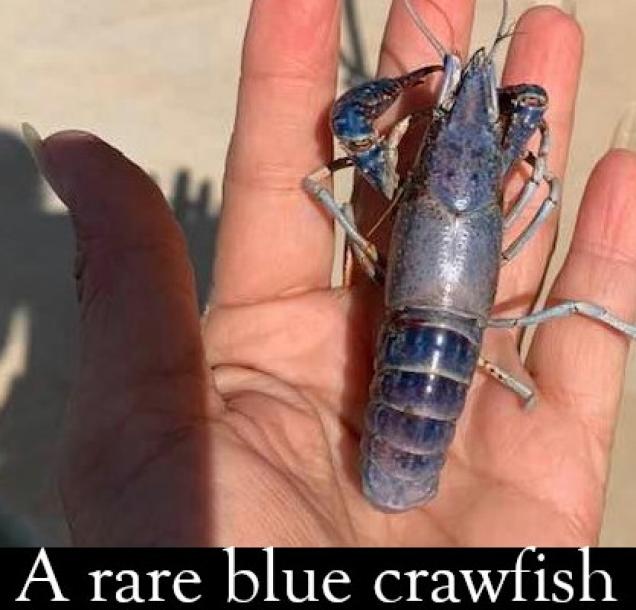 49 randoms cool pictures and bits of information