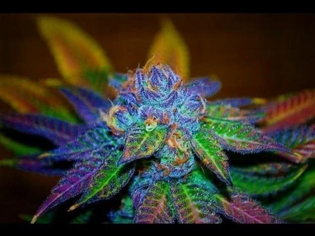 THC - The Highest Caliber! Smoking Pics