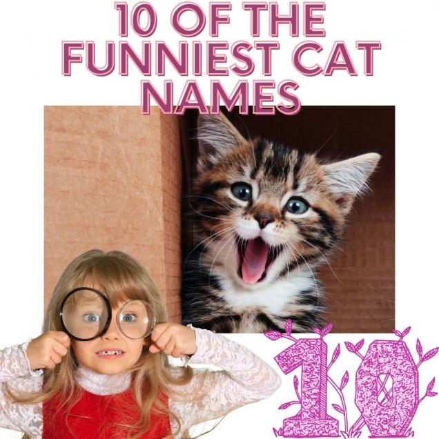 10-of-the-funniest-cat-names-picture-ebaum-s-world