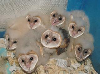 Barn Owls: Creepy but Cute