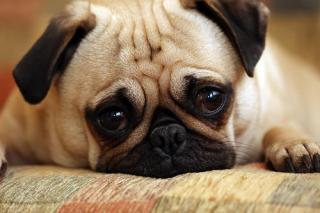 23 Saddest Dogs!