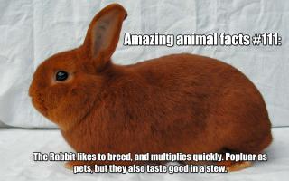 10 Random Animal Factoids You Need To Know