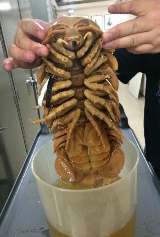 Kilgore's Nocturnal Exposition