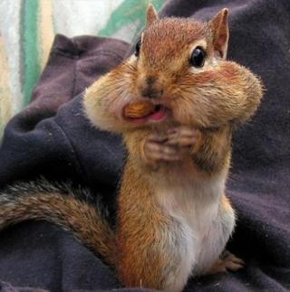 Funny chipmunk pictures