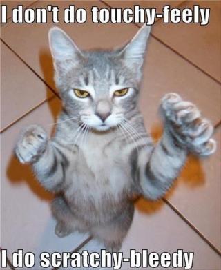 Funny things about cats