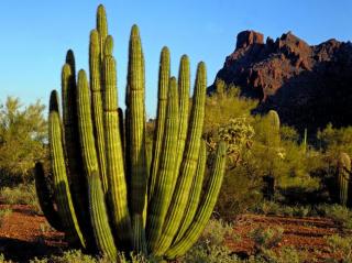 27 interesting cactus photos