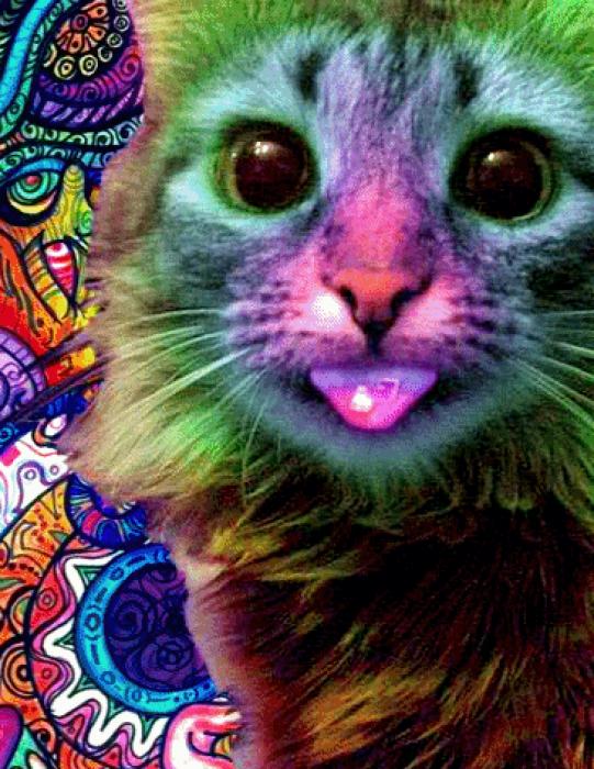 A few trippy GIFs for your enjoyment
