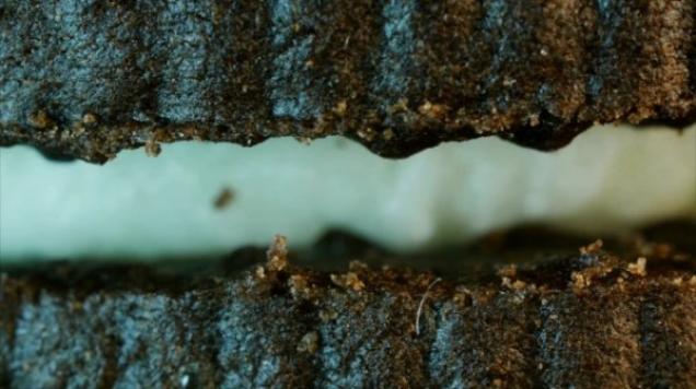 Can you determine what these objects are from incredibly close-up?