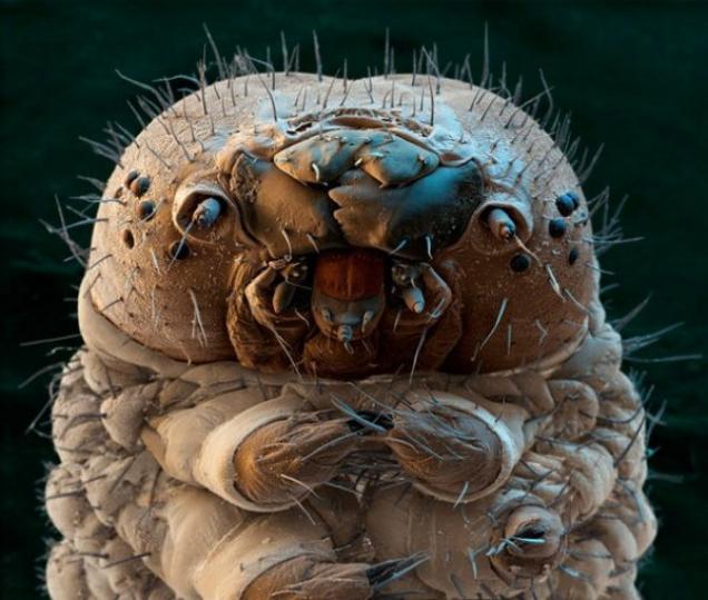 the creepiest insects on the planet