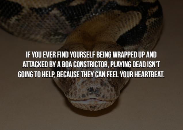 14 Creepy Animal Facts That Might Freak You Out Creepy Gallery 14 Creepy Animal Facts That Might Freak You Out Creepy Gallery