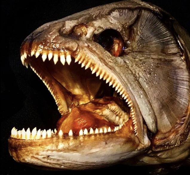 31 Underwater Horrors That Were Taxidermied.