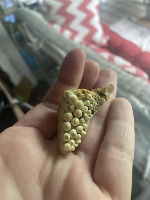 40 Weird Objects People Found.