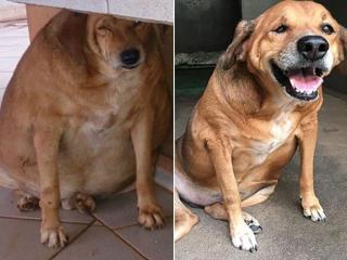 13 Weight Loss Transformation, Animal Edition.
