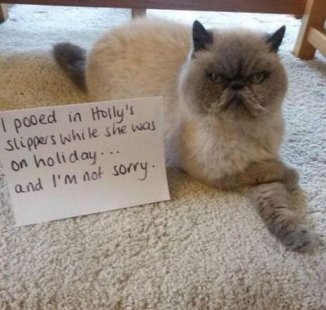 18 Cats Trying To Ruin Their Owners Lives Funny Gallery eBaum's World