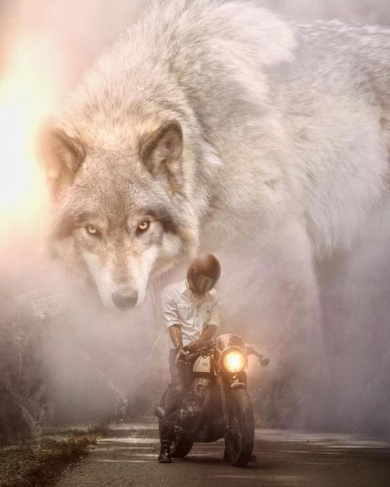 Australian Artist Creates Amazing Animal Art