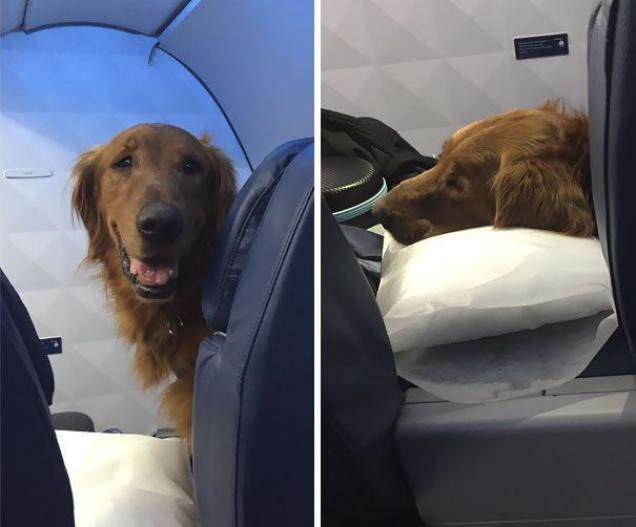 27 Animals You Can Meet On A Plane