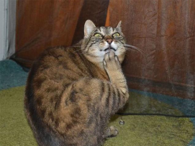 Cats Who Look Hilarious After Being Interrupted While Showering For A Crazy Caturday