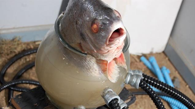 18 Cursed Images That Might Make You Go Blind