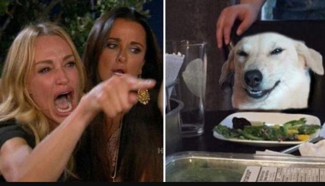 Woman Yelling At Cat In Many Forms Cause That Cat Needs A Break