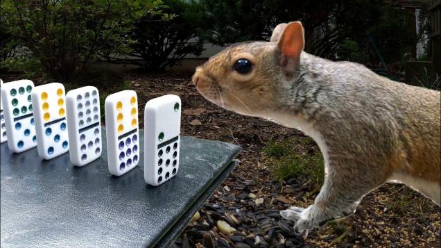 Some Genius Created A Rube Goldberg Device To Feed His Backyard Squirrels