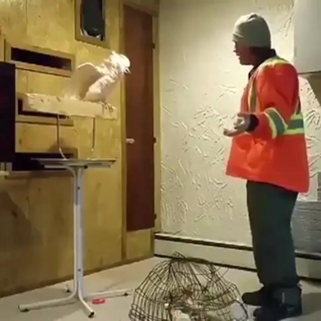Cockatoo Cusses Out His Owner When He Smashes His Cage Wow Video eBaum's World