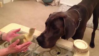 Dog Meets Duckling