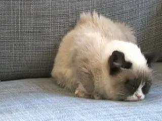 Harlem Shake (Grumpy Cat Edition)