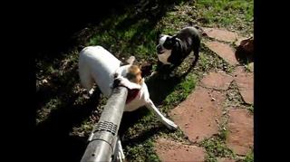 boxer dogs fight